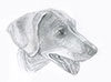 Pencil drawing of dachshund by Suzanne Nikolaisen.